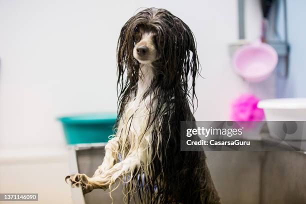 wet dog in bathtub in pet grooming salon - dog with long hair stock pictures, royalty-free photos & images