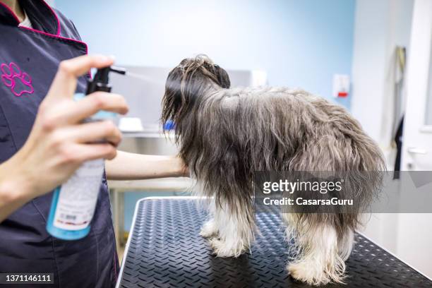 cuidador de animais de estimação usando um produto de cuidado de cabelo de cachorro em um cão em seu salão - grooming product - fotografias e filmes do acervo