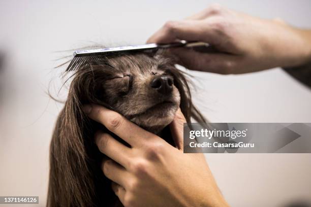 primer plano de mujer peinando perro crestado chino - peinar fotografías e imágenes de stock