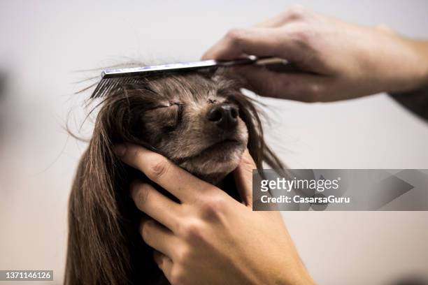 primo piano della donna che pettina il cane crestato cinese - combing foto e immagini stock