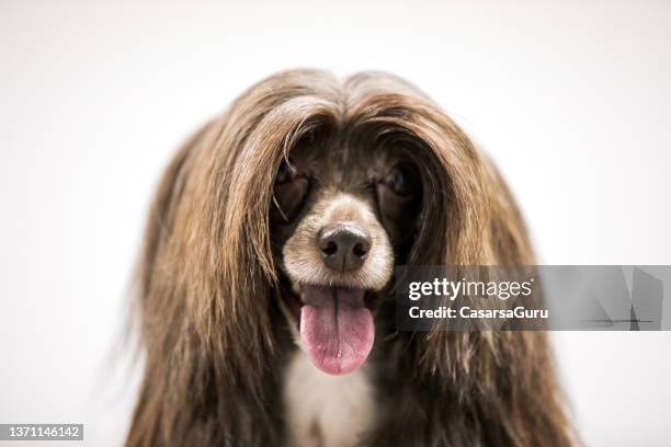297 Dog Hair Sticking Up Photos and Premium High Res Pictures - Getty Images 297 Dog Hair Sticking Up Photos and Premium High Res Pictures - Getty Images