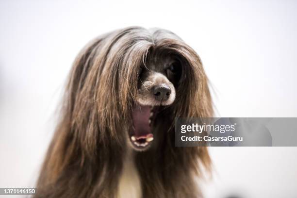 cachorro-de-crista chinês bocejando - funny animals - fotografias e filmes do acervo