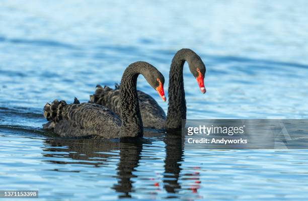 zwei schwarzen schwäne - swan stock-fotos und bilder