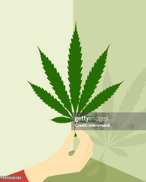 illustration of cannabis plant leaf in green color. - marijuana plant stock-fotos und bilder