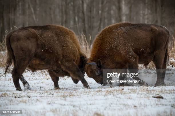 fighting european bisons (wisent) in winter, bialowieza, poland - bison stock pictures, royalty-free photos & images