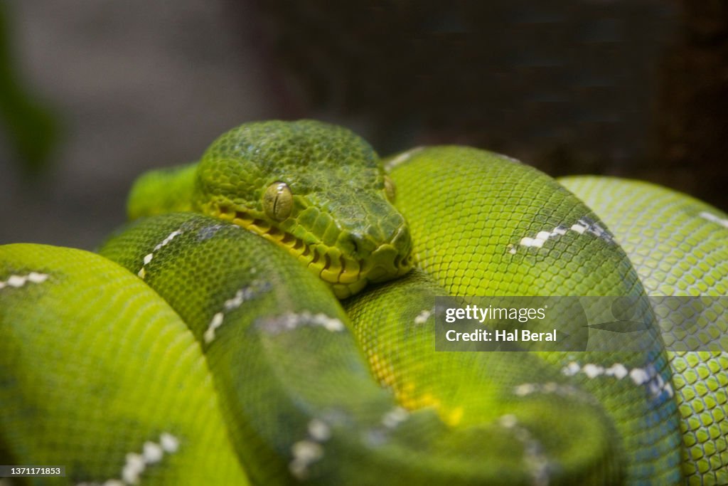 Emerald Tree Boa close-up