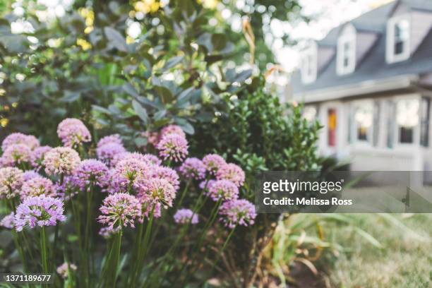 purple allium in front of a residential home. - allium flower imagens e fotografias de stock