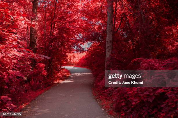 beautiful trail road in the red wood - canada background stock pictures, royalty-free photos & images