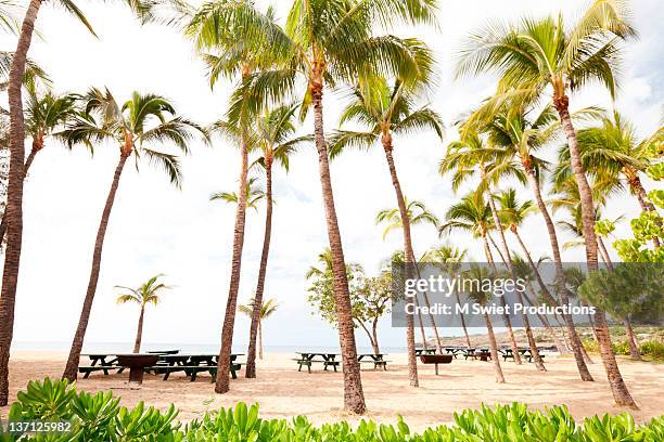 palm tree beach - lanai imagens e fotografias de stock