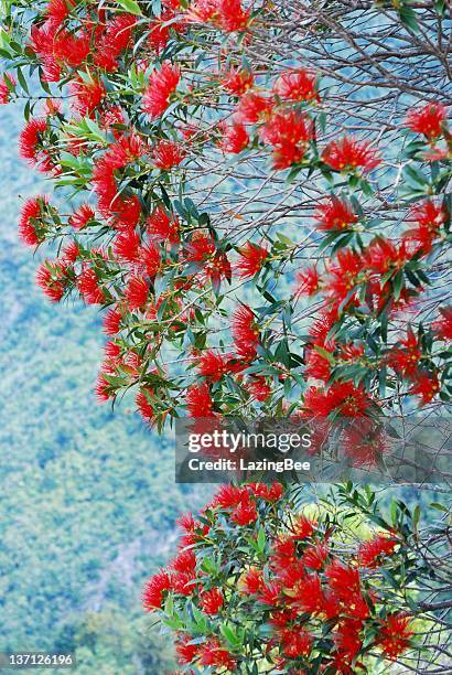 con ausencia prorrata en flor (metrosideros umbellata - kahurangi national park fotografías e imágenes de stock