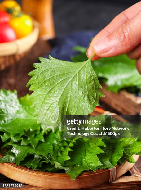 perilla leaf in hand - shiso stock pictures, royalty-free photos & images