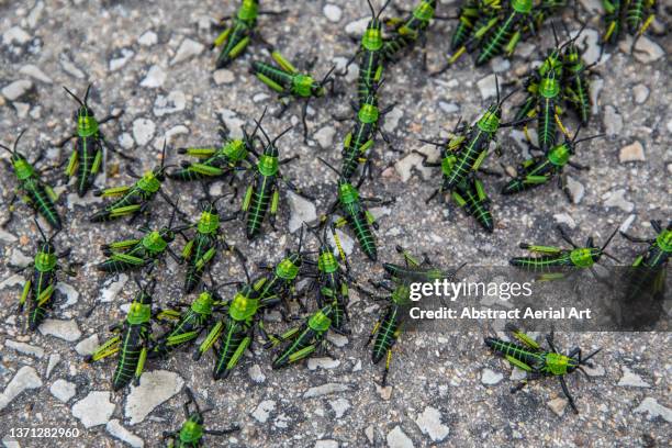 swarm of bush locust crossing a road seen from above, eastern cape, south africa - gafanhoto imagens e fotografias de stock