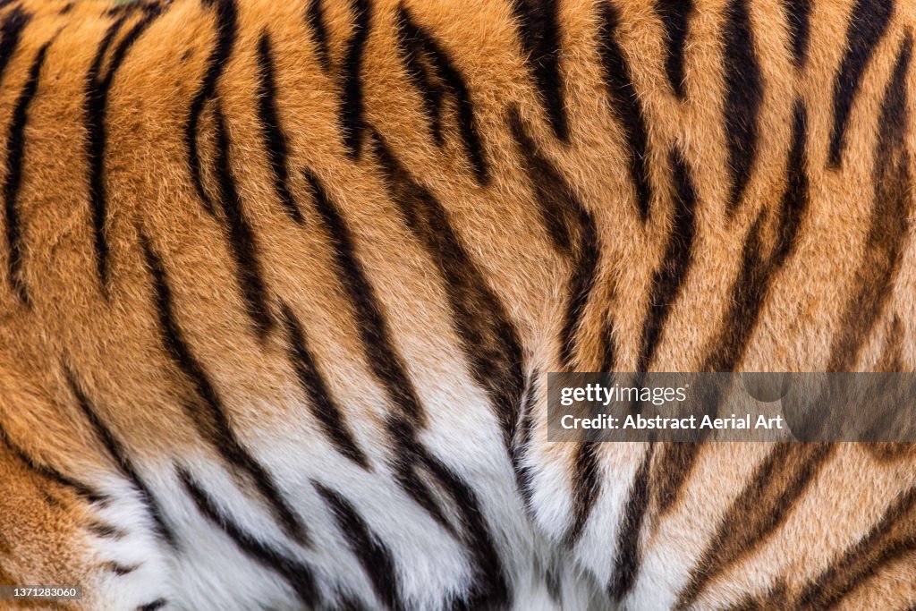 Close up shot showing the body of a tiger, Eastern Cape, South Africa