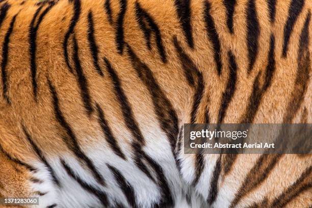 close up shot showing the body of a tiger, eastern cape, south africa - 動物の皮膚 ストックフォトと画像