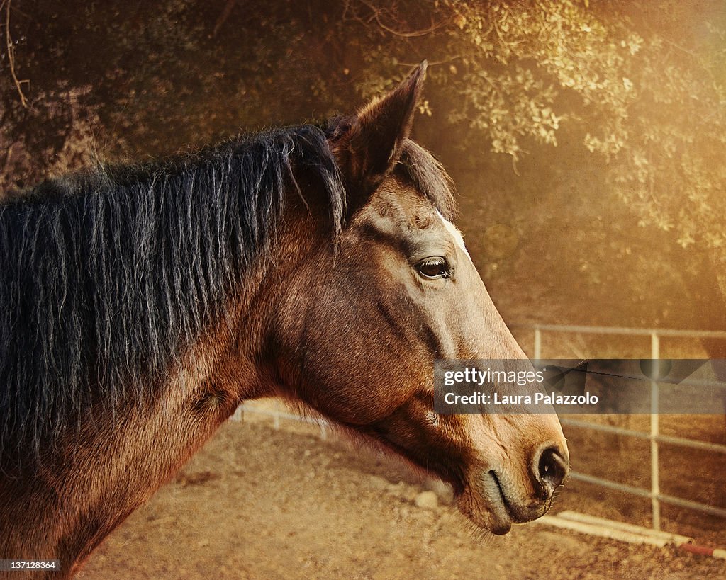 Bay warmblood mare