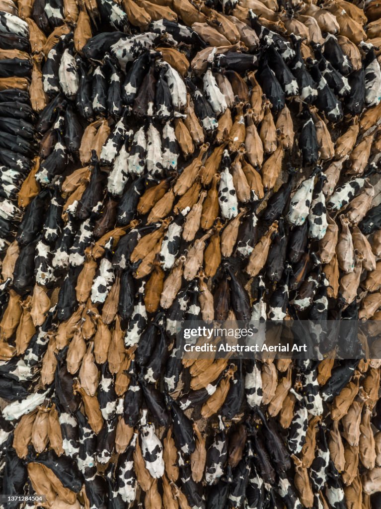 Drone shot looking down on hundreds of a dairy cows in a cattle pen, Eastern Cape, South Africa