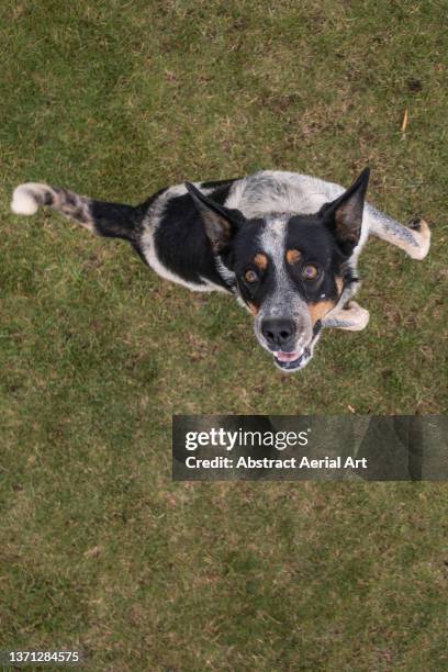 dog jumping towards camera photographed from directly above, eastern cape, south africa - prairie dog photos et images de collection