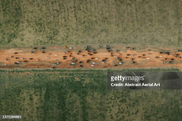 herd of cattle walking in a line photographed from directly above, eastern cape, south africa - champs et lait photos et images de collection