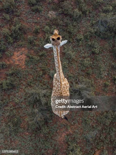 giraffe seen from directly above, eastern cape, south africa - protección-de-fauna-salvaje fotografías e imágenes de stock
