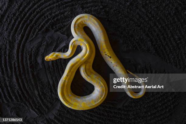 71,892 ヘビ Stock Photos, High-Res Pictures, and Images - Getty Images