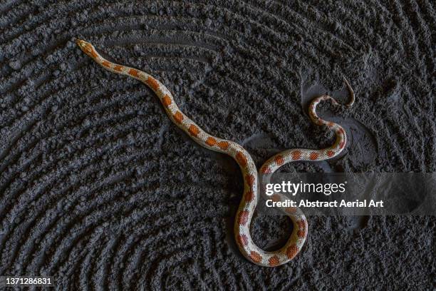 corn snake seen from directly above, eastern cape, south africa - corn snake stockfoto's en -beelden