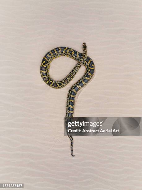 python on a beach photographed by drone, eastern cape, south africa - snake skin texture imagens e fotografias de stock