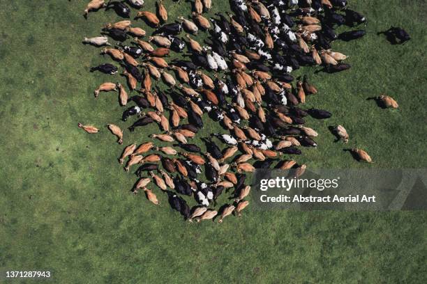 aerial image looking down on a herd of cattle in a pasture, eastern cape, south africa - südafrika tiere stock-fotos und bilder