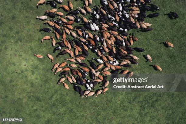 aerial image looking down on a herd of cattle in a pasture, eastern cape, south africa - south africa aerial stock pictures, royalty-free photos & images