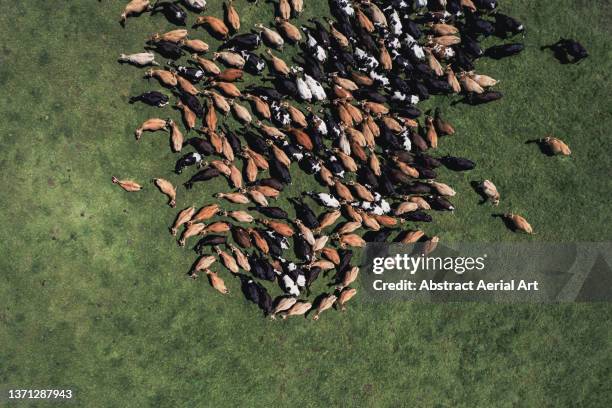 aerial image looking down on a herd of cattle in a pasture, eastern cape, south africa - rancher bildbanksfoton och bilder