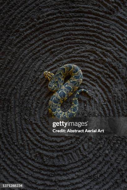 drone shot looking down on a puff adder, eastern cape, south africa - bitis arietans stock pictures, royalty-free photos & images