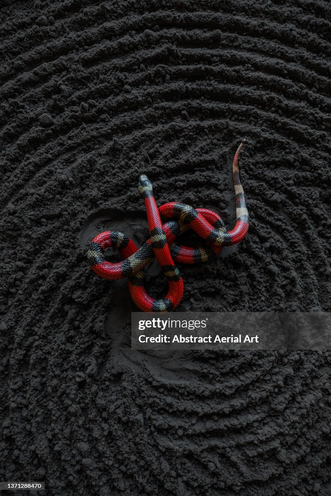 Close up aerial shot showing a vibrant coloured coral snake, Eastern Cape, South Africa