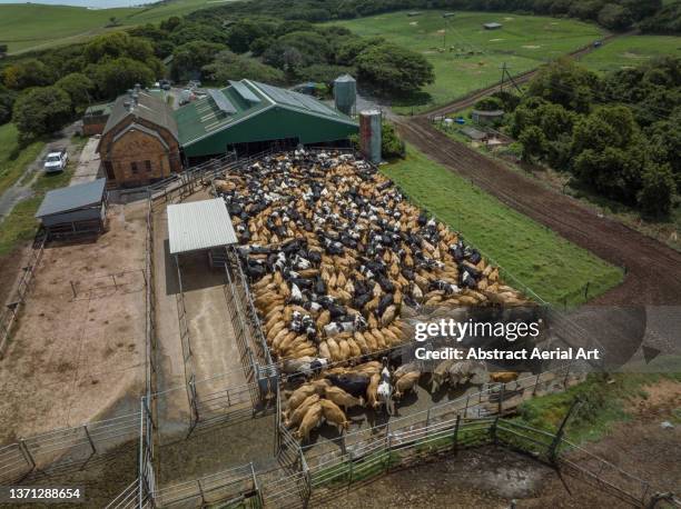 aerial perspective showing a large amount of cattle in a pen, eastern cape, south africa - südafrika tiere stock-fotos und bilder