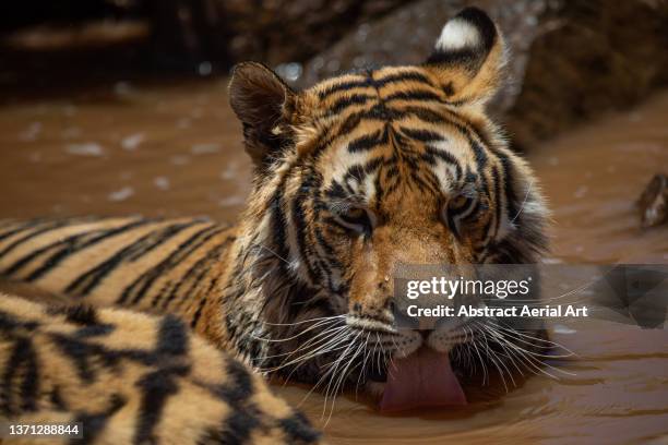 tiger lying in and drinking from a waterhole photographed from a close up point of view, tiger canyon private game reserve, free state, south africa - angry wet cat stock pictures, royalty-free photos & images