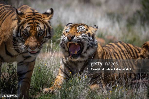 two tigers photographed from a close up perspective, tiger canyon private game reserve, free state, south africa - speziesismus stock-fotos und bilder