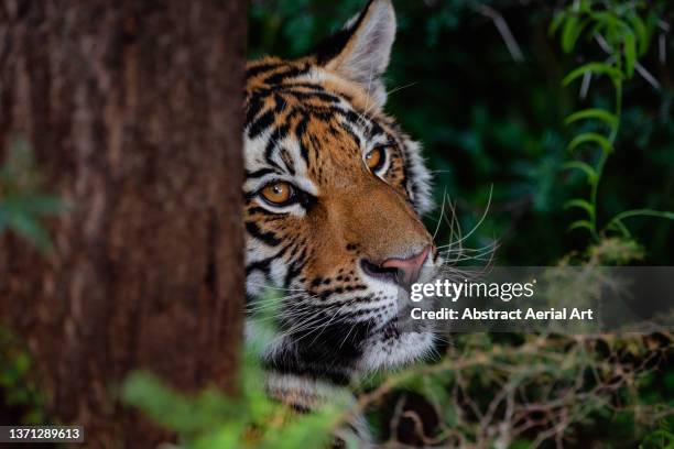 tiger headshot hiding behind a tree trunk, tiger canyon private game reserve, free state, south africa - hiding behind bush stock pictures, royalty-free photos & images