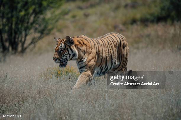 prowling tiger taken from close up, tiger canyon private game reserve, free state, south africa - territory foto e immagini stock