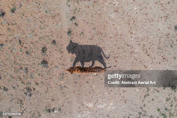 drone image looking down on a tiger and its shadow, tiger canyon private game reserve, free state, south africa - bengal tiger fotografías e imágenes de stock