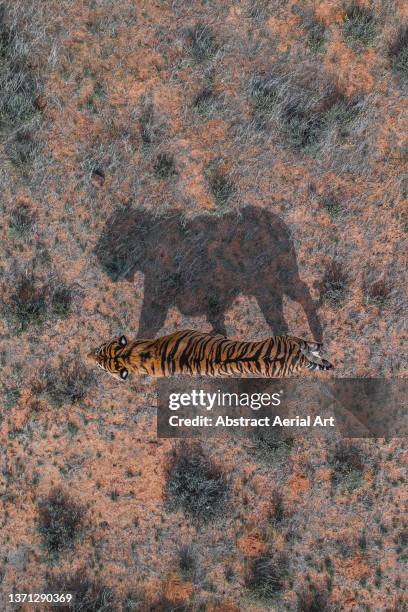 tiger and its shadow walking across the bush land seen from directly above, tiger canyon private game reserve, free state, south africa - animal scale imagens e fotografias de stock