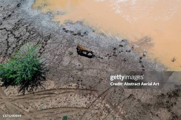 tiger walking next to a muddy waterhole seen from an aerial perspective, tiger canyon private game reserve, free state, south africa - territory fotografías e imágenes de stock