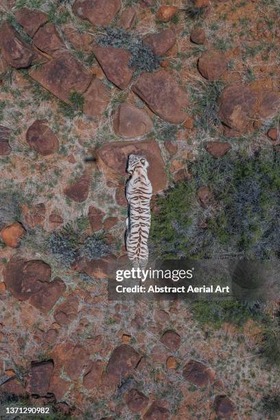 white tiger walking over rock seen from above, tiger canyon private game reserve, free state, south africa - white tiger stock pictures, royalty-free photos & images