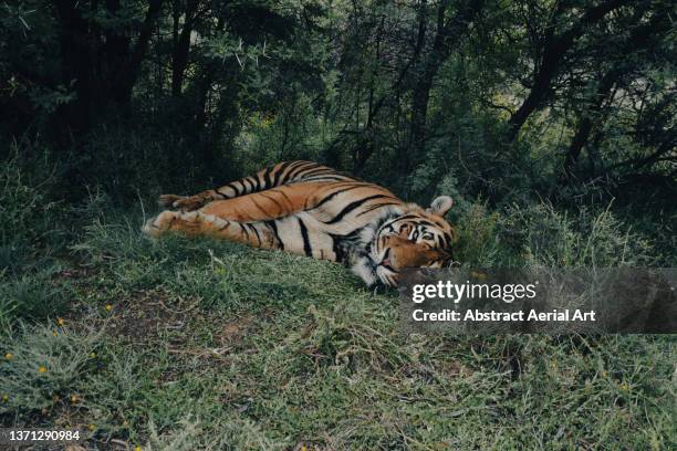 tiger lying in the shade under a bush photographed from close up, tiger canyon private game reserve, free state, south africa - karoo stock pictures, royalty-free photos & images