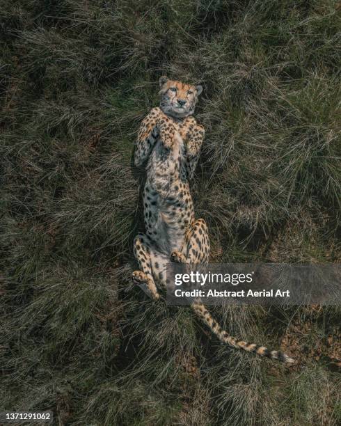 drone image directly above a cheetah rolling around in the savannah, tiger canyon private game reserve, free state, south africa - allongé sur le dos photos et images de collection