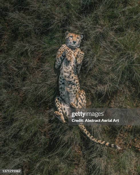 drone image directly above a cheetah rolling around in the savannah, tiger canyon private game reserve, free state, south africa - wildlife conservation stock pictures, royalty-free photos & images
