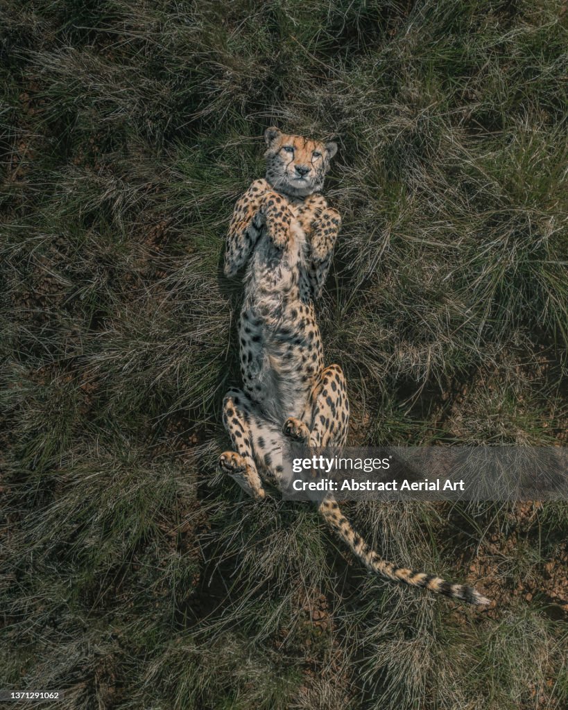 Drone image directly above a cheetah rolling around in the savannah, Tiger Canyon Private Game Reserve, Free State, South Africa