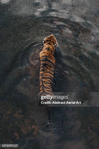 drone shot looking down on a tiger walk through a waterhole, tiger canyon private game reserve, free state, south africa - tiger stock-fotos und bilder