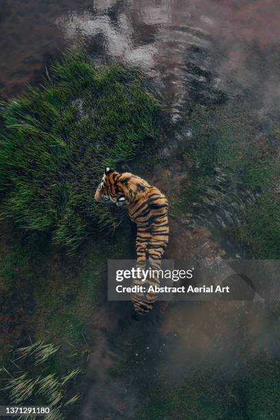 tiger standing in a waterhole photographed by drone, tiger canyon private game reserve, free state, south africa - wildlife reserve stock-fotos und bilder