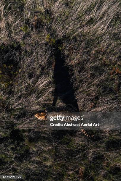 drone image looking down on a cheetah sitting in the savannah on a sunny day, tiger canyon private game reserve, free state, south africa - nature reserve bildbanksfoton och bilder