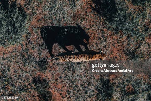 aerial shot looking down on a tiger and its shadow walking in the wilderness, tiger canyon private game reserve, free state, south africa - fauve photos et images de collection