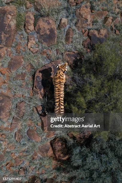 aerial image showing a tiger hiding alongside a bush, tiger canyon private game reserve, free state, south africa - territory fotografías e imágenes de stock