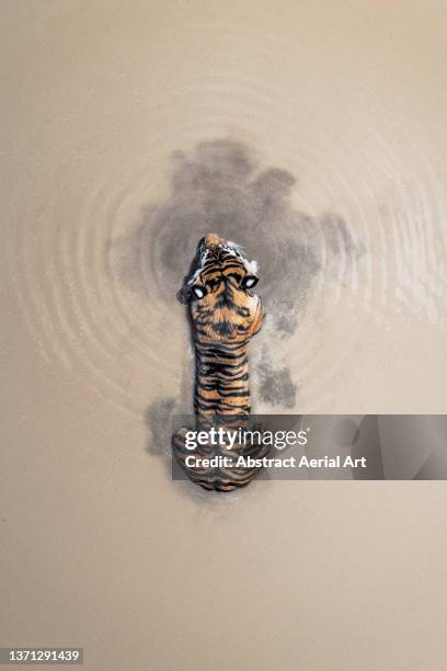 drone image directly above a tiger lying in a waterhole, tiger canyon private game reserve, free state, south africa - tiger photos et images de collection